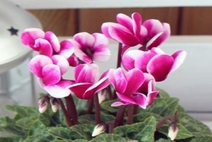 仙客来花香的危害性（解析仙客来花香的有毒成分及对人体的危害）