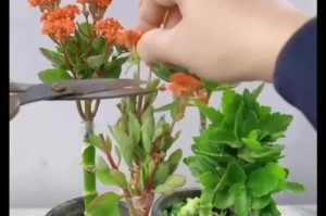 长寿花茎杆烂了怎么办？教你有效挽救受损植株的方法（保护植株健康成长，让长寿花焕发新生命）