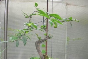 金弹子盆景的配土方法（基于透气性和水分保持的种植土壤选择）