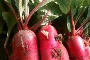 如何正确种植萝卜菜？（种植时间、方法、注意事项）