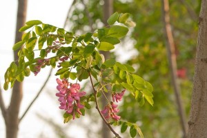 国槐的发芽与叶片生长周期（从春天到秋天，观察国槐的生命活动）