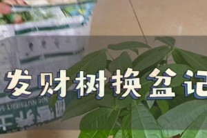 发财树换盆的技巧与注意事项（打造更健康、繁茂的发财树，让财运连连）