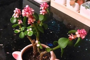 金枝玉叶的汁液安全性研究（解读金枝玉叶汁液的毒性程度及使用方法）