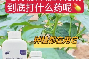 辣椒开花结果期长短与关键因素（辣椒开花结果的影响因素和管理技巧）