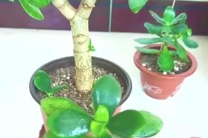 扦插玉树的正确浇水方法（掌握关键时期，营造湿润环境）