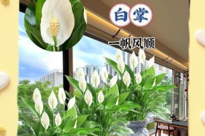 室内养白掌夏天的秘诀（白掌夏天养护指南，室内环境打造关键）