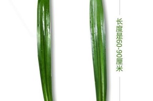 探秘神秘的斑斓叶（什么植物属于什么科？斑斓叶的奥秘揭秘）