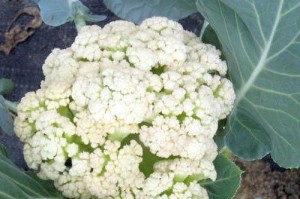 有机花菜种植全攻略（时间、方法、技巧一网打尽，让你轻松收获美味）