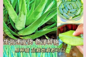 室外种植芦荟的冬季养护方法（以室外种植的芦荟怎么过冬，）