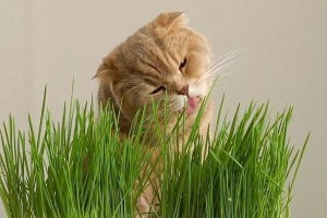 猫草品种全解析（了解不同品种的猫草，给猫咪提供最适合的玩耍和食用选择）