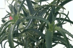 如何合理种植芦荟