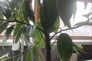 救救我的平安树！（叶子掉落黄枯，如何拯救平安树？）