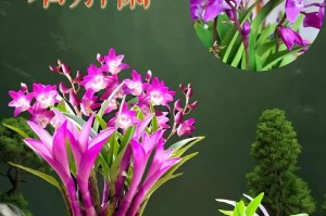 室内石斛的种植方法与注意事项（如何在家中种植健康的石斛？）