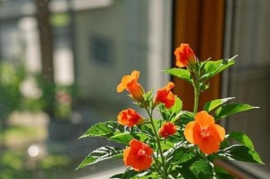凤仙花的繁殖方法详解（从播种到分株，轻松掌握凤仙花繁殖技巧）
