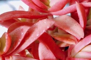 北方水梅冬季养殖的技巧与方法（打造北方水梅冬季养殖的黄金法则）