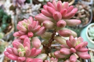 多肉虹之玉养殖全攻略（掌握这些技巧，让你的虹之玉更健康茁壮）
