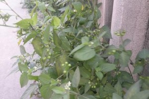 龙葵开花时间解析（春夏开花，花期短暂）