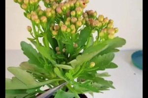 如何将长寿花养成老桩造型？（打造美丽的长寿花老桩，从这里开始）