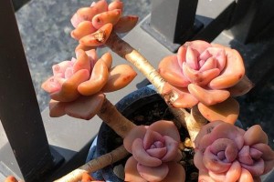 打造彩虹园，养殖多肉彩虹糖（多肉爱好者必看，打造多彩梦想花园）