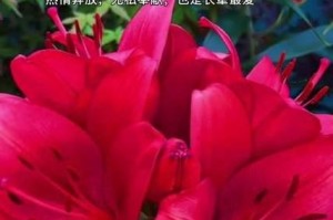 百合花香气宜人（探究百合花香气的来由及好处）