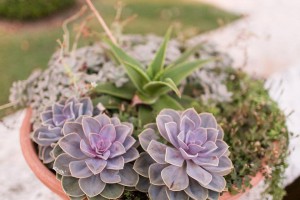 独树一帜，锦彩仅叶（只有叶子有锦的奇特植物）