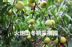 酸梅上市时间及采摘成熟期详解（酸梅采摘季节、口感及保存技巧）