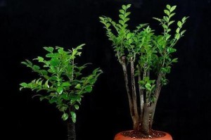 如何让小叶紫檀树茂盛生长？（养护技巧，让小叶紫檀成为花园里的明珠）