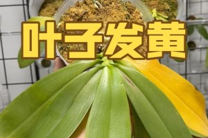 叶子变黄变软，如何应对？（探索叶子变黄变软的原因与解决方案）
