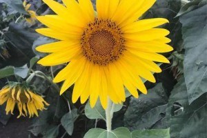 探秘朝阳花的鲜艳色彩（颜色、生长环境和用途）