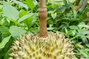 榴莲的生长环境剖析（探究榴莲的喜好及栽种技巧）