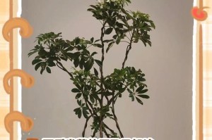 花卉叶子发黄打蔫的补救方法（保持适宜的水分供应是关键）