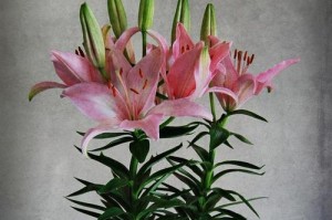 百合花的生长环境（探寻百合花的生存之道）