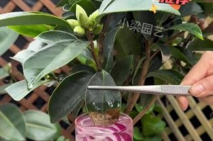 茶花叶子都掉了怎么办？（保护和修复茶花叶子的有效方法）