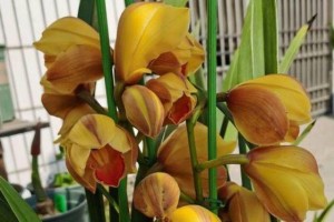 如何养护大花蕙兰（打造高雅、美丽的花园）