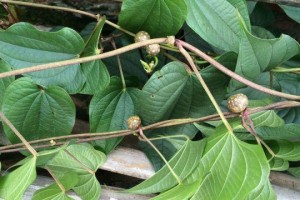 了解山药豆，探究其果实之谜（探寻山药豆植物的生态和营养特点）