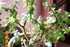 金枝玉叶不开花的原因（探究金枝玉叶不开花的因素，了解如何促进其开花）