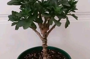长寿花可否浇淘米水？（揭秘长寿花的浇水秘密与技巧）