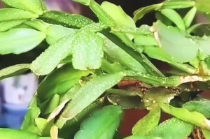 蟹爪兰叶片变厚变大的方法与技巧（探索蟹爪兰叶片生长的奥秘，提升叶片质量和尺寸的关键）