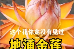 地涌金莲的养殖方法（打造美丽的家庭花园）