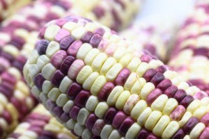 玉米（从种植到食用，揭秘玉米的全过程）