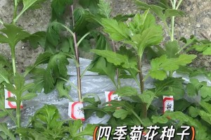 四季菊的修剪方法（打造美丽花园的关键技巧）
