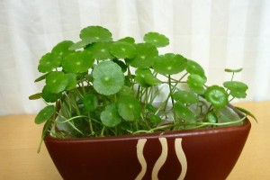 香菇草的正确浇水方法（掌握关键步骤，让香菇草茁壮成长）