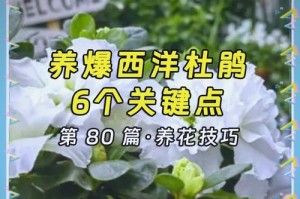 栽培杜鹃花的秘诀（打造美丽花园的必备技巧）