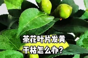 四季山茶花叶子发黄的原因及解决办法（揭秘四季山茶花叶子发黄背后的奥秘，教你轻松解决问题）