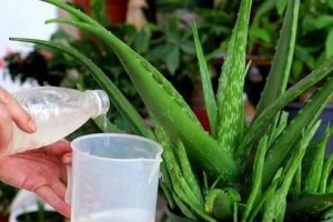 如何种植芦荟种子（从购买到收获，一步步详解）
