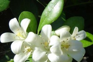 九里香的香味及其特点（了解九里香的芳香之道）