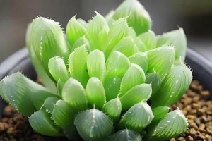 玉露耐冻，冬天不怕冻（探究玉露的耐寒性及适应环境的特点）