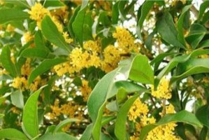 解密“完全花”之谜——关于桂花的花朵构造（探究桂花是否为完全花，解析花朵结构与生殖方式）