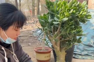 如何处理树干变软的玉树问题（应对玉树树干软化的有效方法）