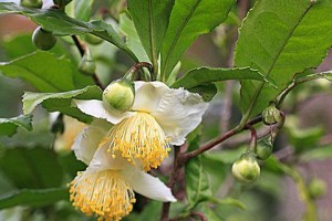 茶树花期是什么时候？（探秘茶树的花季及其特点）